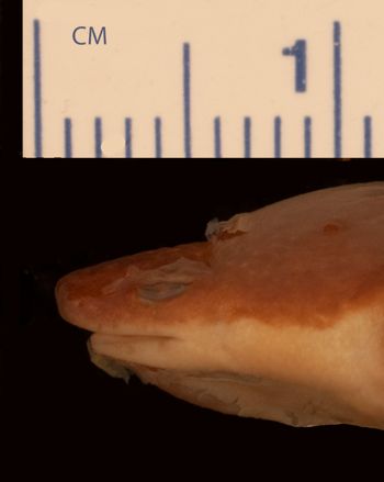 Media type: image;   Herpetology A-12860